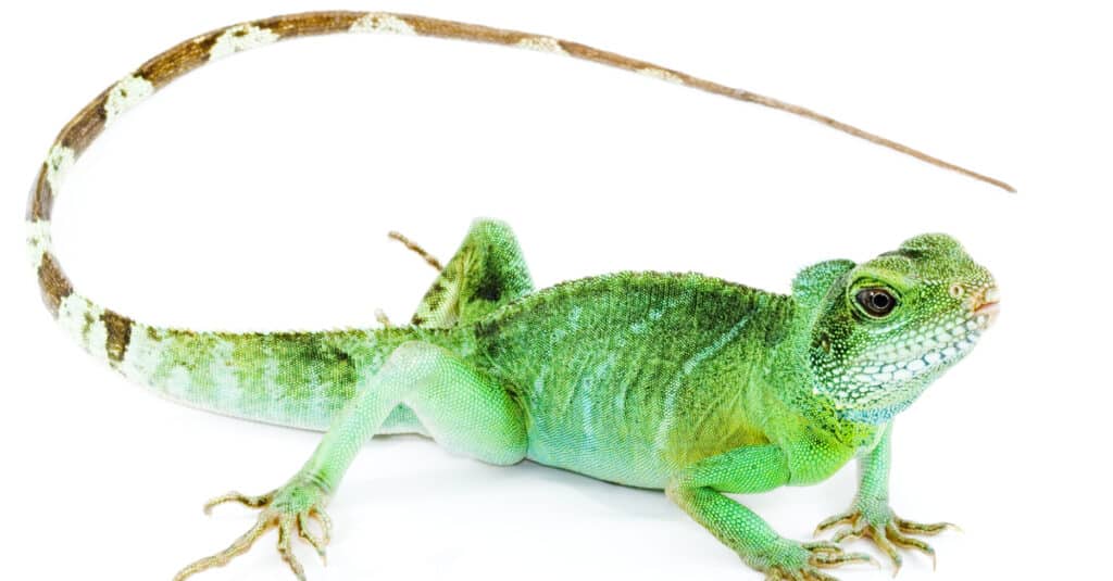 Agama Lizard isolated on white background.