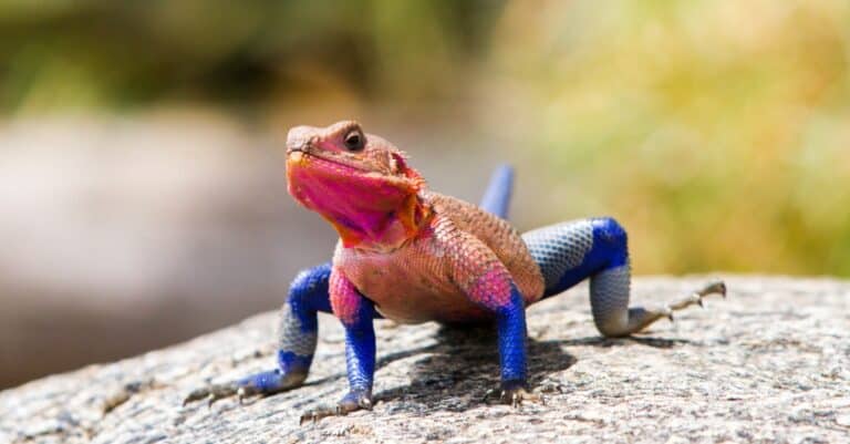 Male Mwanza flat-headed rock agama lizard (Agama mwanzae) with bright red or violet head, neck, and shoulders and dark blue body.