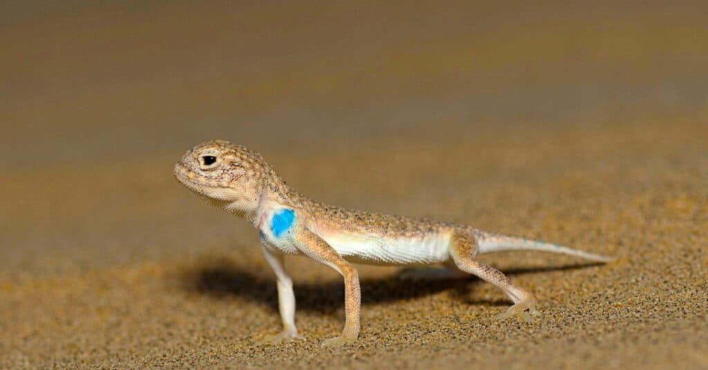 Toad Headed Agama lizard on the sand at the Desert National Park, India.