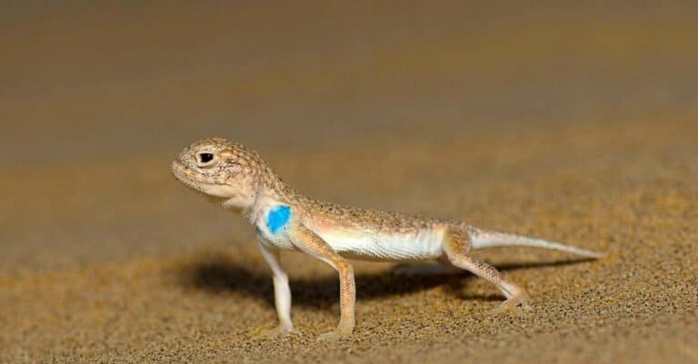 Toad Headed Agama lizard on the sand at the Desert National Park, India.