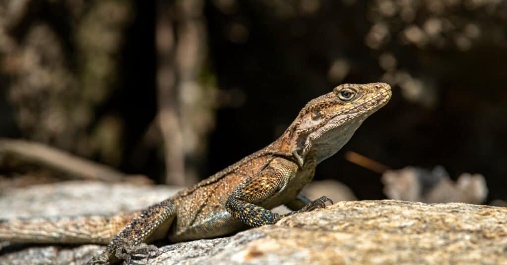 Kashmir rock agama lizard with blue legs and flanks sunning on the rock.