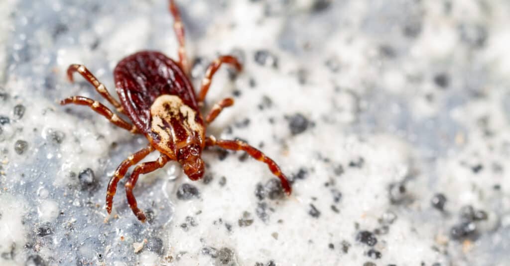 Самка американского собачьего клеща, Dermacentor variabilis, сидит на камне.