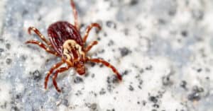 Where Do Ticks Come From? Picture