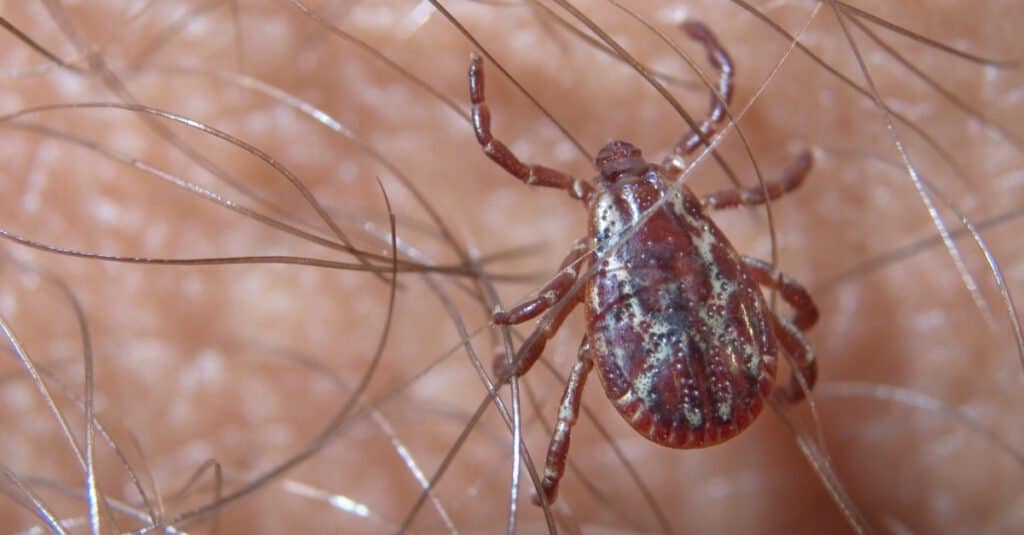 Female American dog tick, Dermacentor variabilis, on a person's arm.