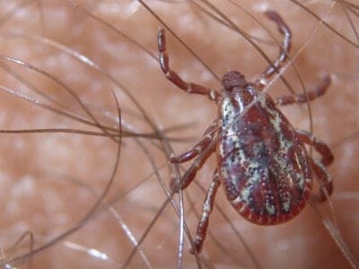 Female American dog tick, Dermacentor variabilis, on a person's arm.