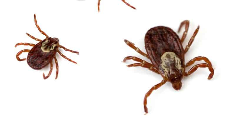 American dog tick isolated on white background.
