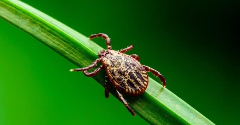 American Dog Tick sitting on a green leaf waiting for a host.