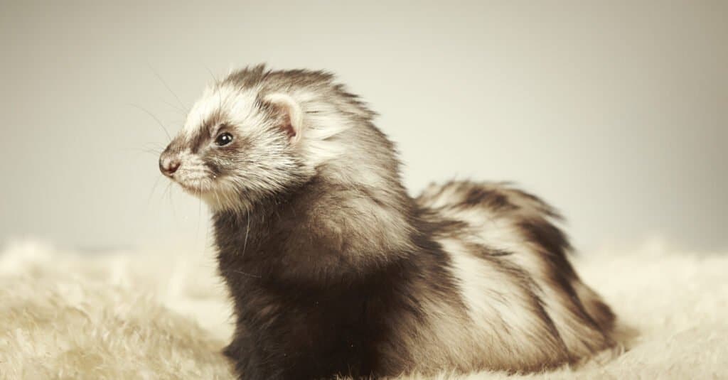 Stinky! Do Ferrets Smell Bad? AZ Animals