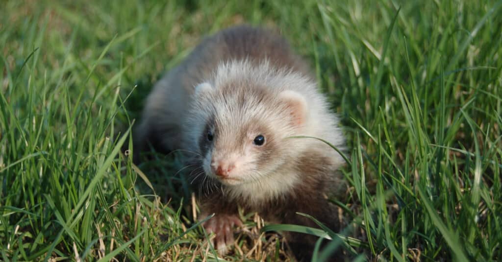 A baby Angora ferret sitting in grass outside.