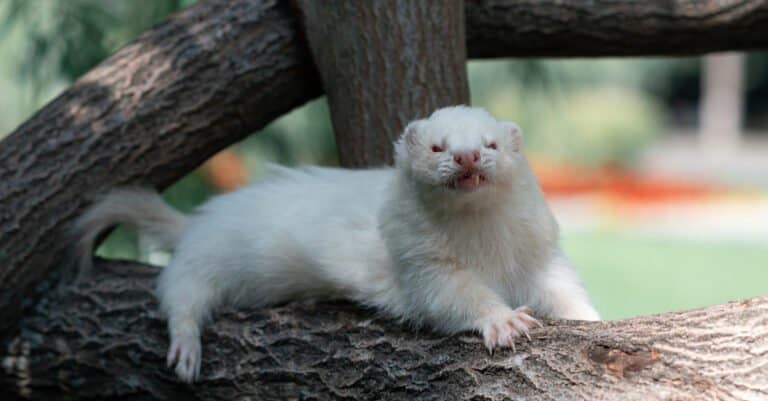 A rare albino angora ferret lies in a tree on a summer day.