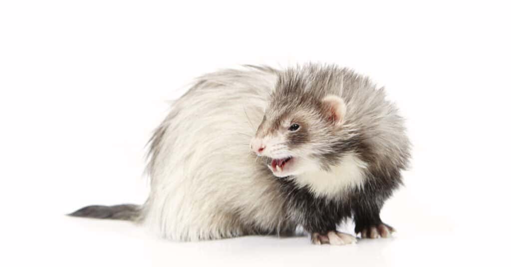 Angora ferret isolated on white background.