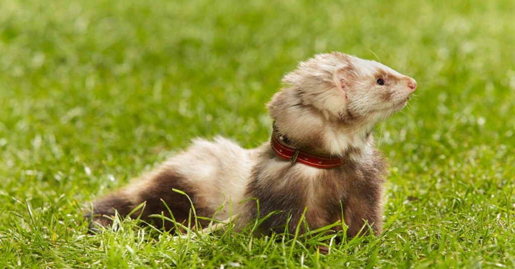 Pet angora ferret on fresh green grass in spring in the park.