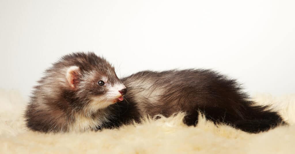 Pretty angora ferret, portrait taken in studio.
