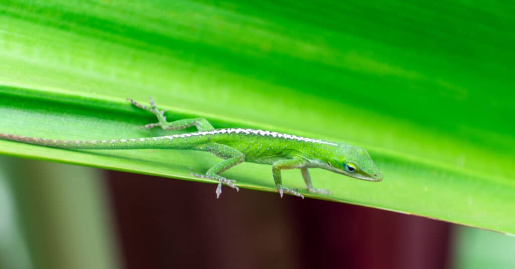 Close up photo of a small green anole lizard gripping onto a leaf, on the island of Kauai, Hawaii, USA.