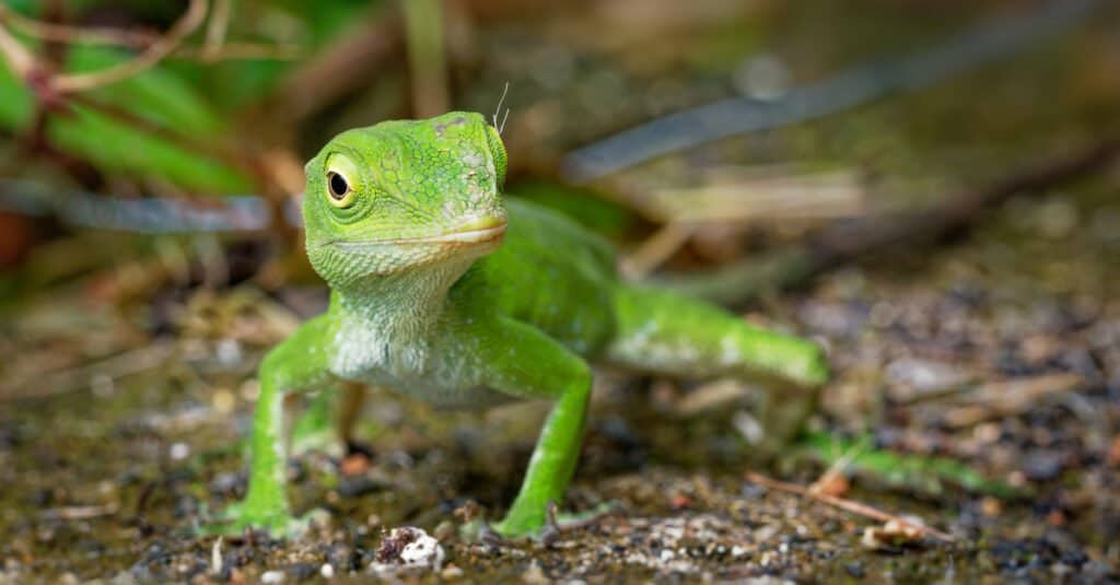 Anolis biporcatus - neotropical green anole lizard or giant green anole, species of lizard, reptile found in forests in Mexico, Central America, Colombia and Venezuela.