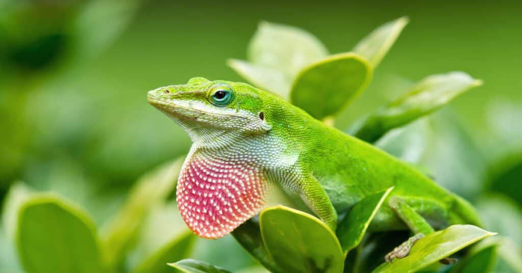 Green Anole lizard (Anolis carolinensis) showing off his bright pink dewlap.