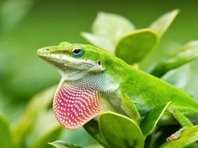 Wildlife in Panama - Types of Panamanian Animals - AZ Animals