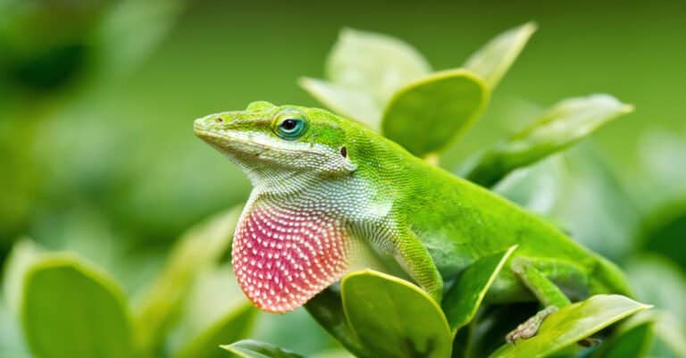 Green Anole lizard (Anolis carolinensis) showing off his bright pink dewlap.