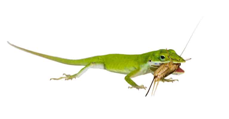 The Northern Green Anole lizard (Anolis carolinensis carolinensis) caught a cricket, isolated on white background.