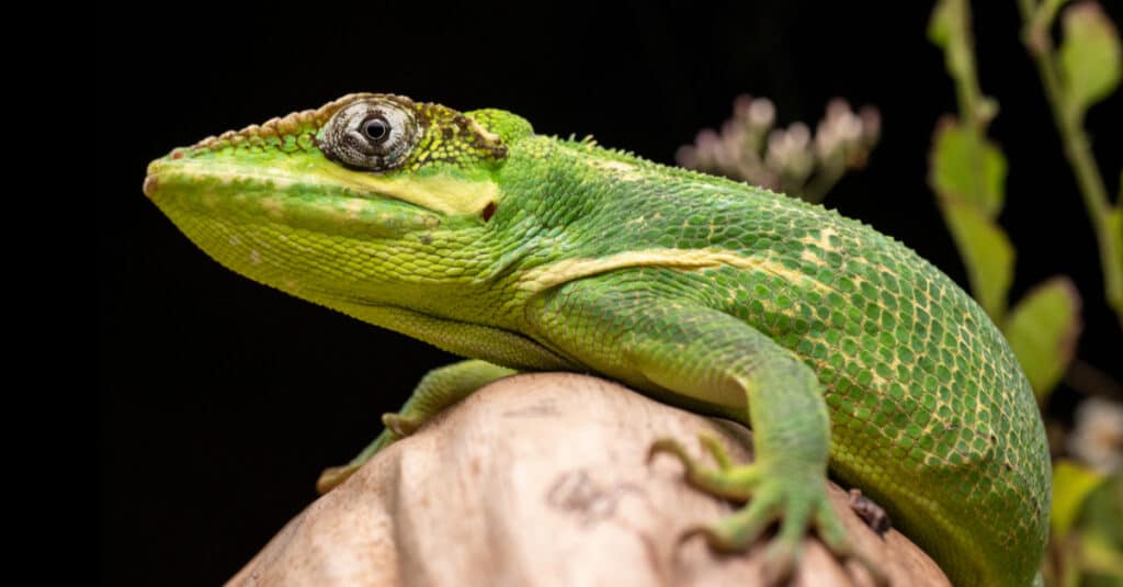 Cuban Knight Anole lizard sitting on a coconut.