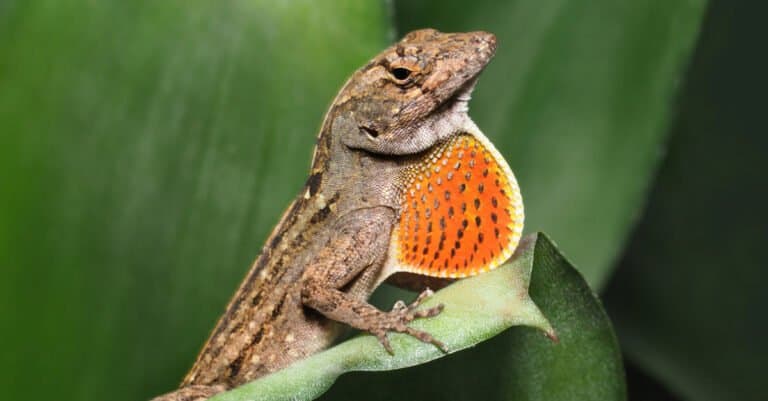 Male brown Anole lizard with throat fan expanded.