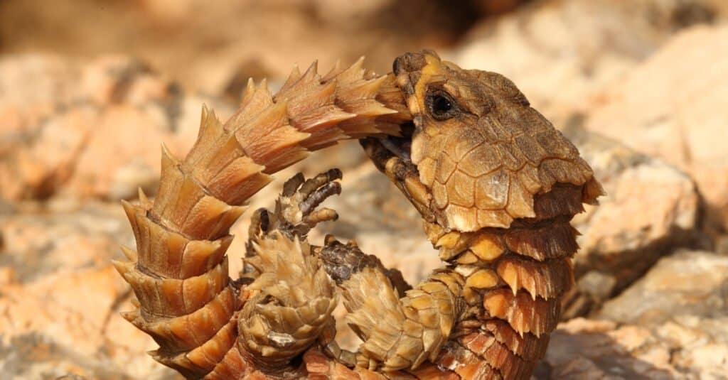 Armadillo Lizard (Ouroborus cataphractus) sitting on a rock.