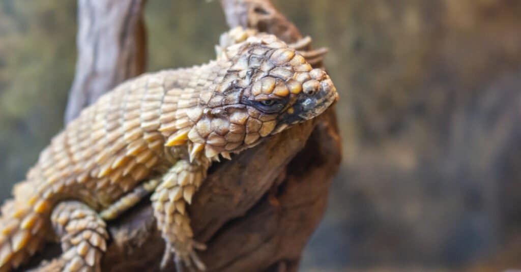 Armadillo Lizard Animal Facts Ouroborus Cataphractus Az Animals