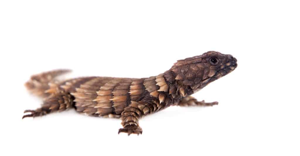 The armadillo lizard isolated on white background.