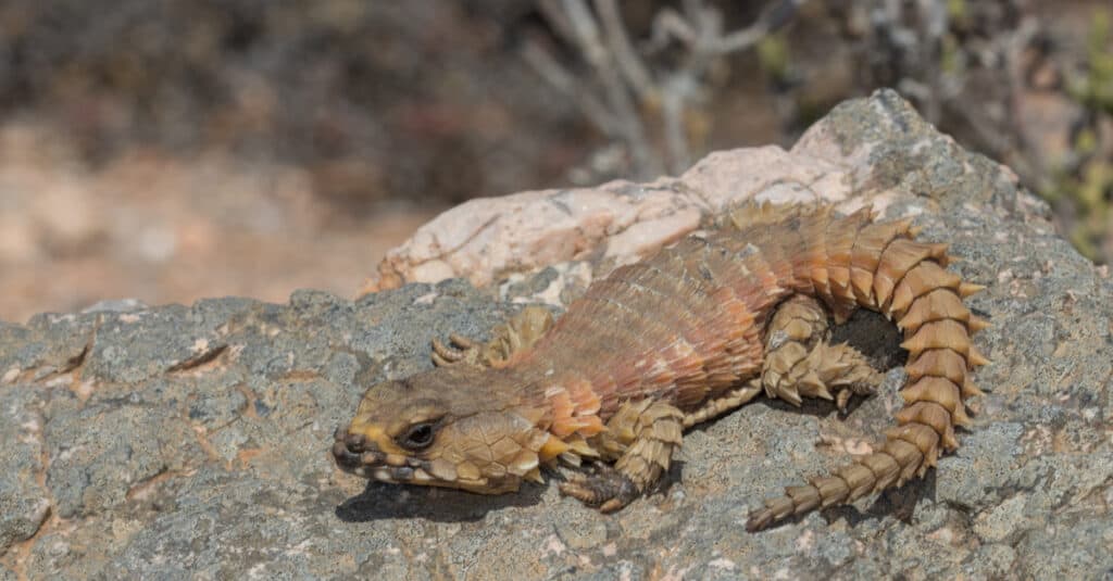 Armadillo Lizard, Ouroborus cataphractus, gives live birth to its young.