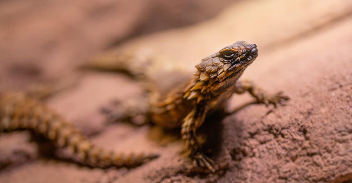 The dragon armadillo lizard is a diurnal animal with rows of tough spiny scales all over its body.