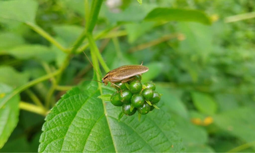 Blattella Asahinai - Asian cockroach on weeds. Oriental cockroaches are also known as water bugs because they belong in or are found in drains.