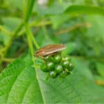 Asian cockroach