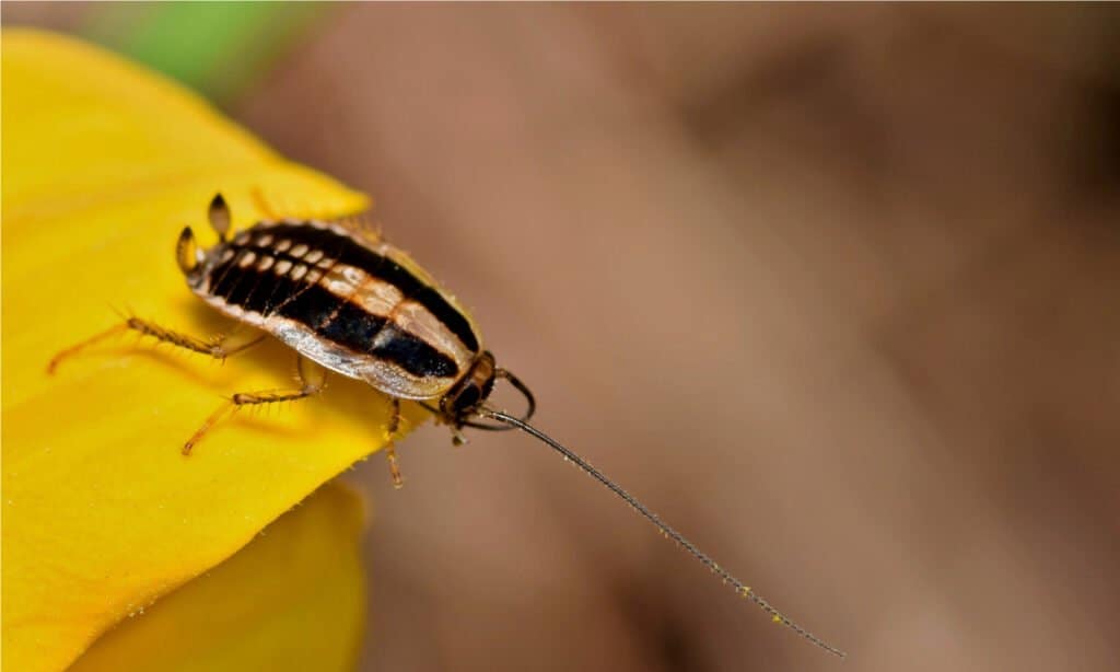 Asian Cockroach nymph (Blattella asahinai) preening its antennae on a yellow flower. They are usually dark brown, reddish-brown, or shiny black in color with a glossy body.