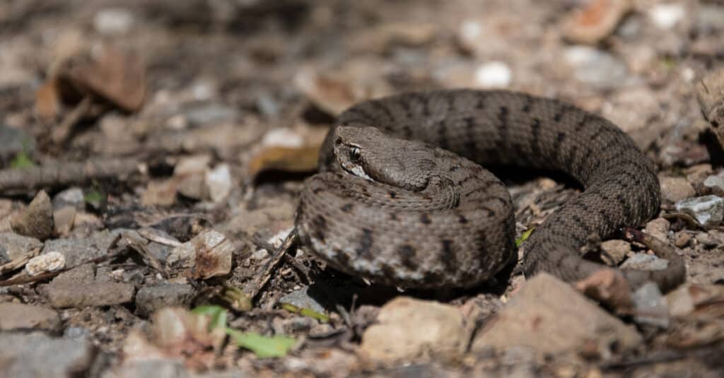 Juvenile asp viper (Vipera aspis francisciredi) in a defensive behavior.