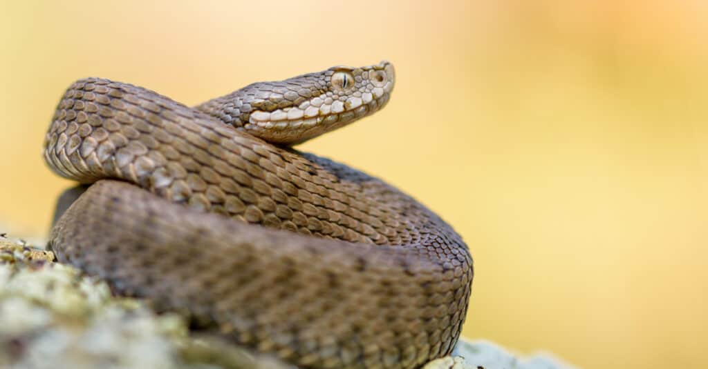 Asp viper, Vipera aspis in nature. The Asp has a broad, triangular head that almost looks like the head of a cobra.
