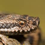 Egyptian cobra