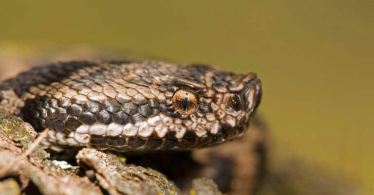 Close-up of Vipera aspis (Asp viper). The snake has long, hollow fangs it can rotate independently.