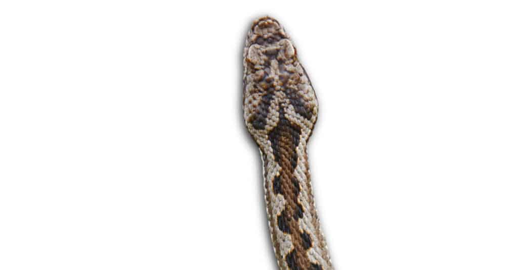 Asp snake, Vipera aspis, isolated on white background.