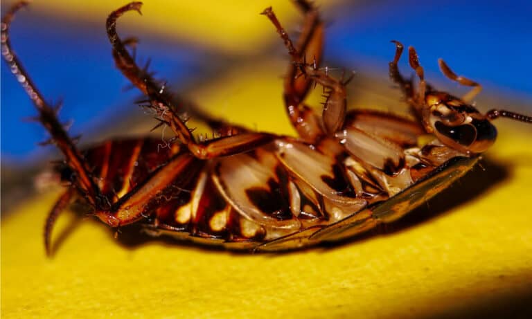 Periplaneta australasiae, also known as Australian Cockroach, lying on a blue yellow colored ceramic tile.