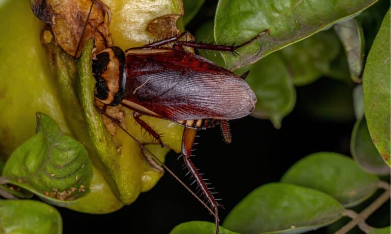 Australian Cockroach (Periplaneta australasiae) eating carambola fruit.