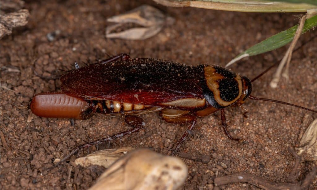 Австралийский таракан (Periplaneta australasiae) откладывает яйца.