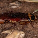 Australian cockroach