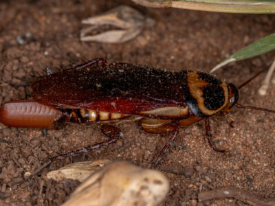 A Australian Cockroach