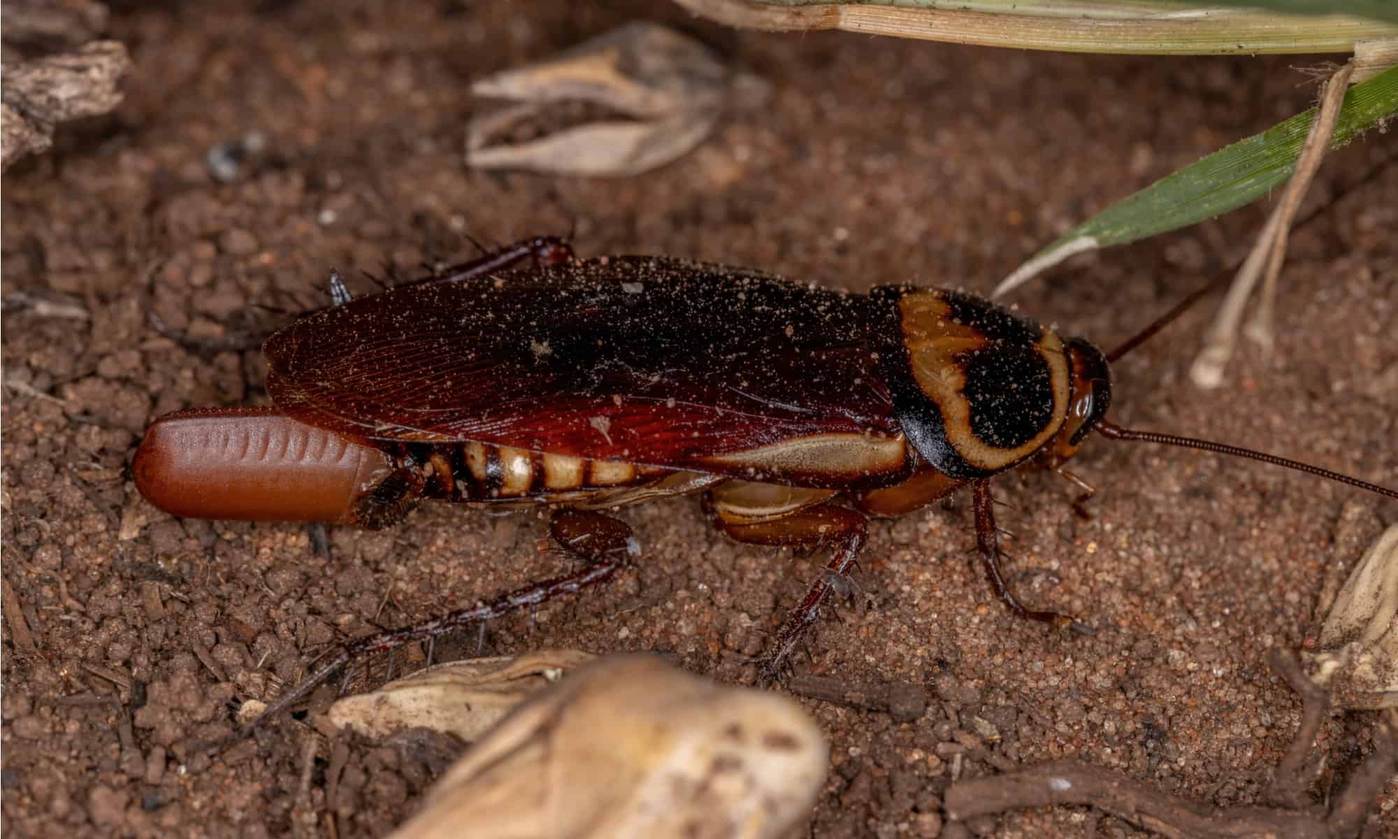 Australian Cockroach Header 
