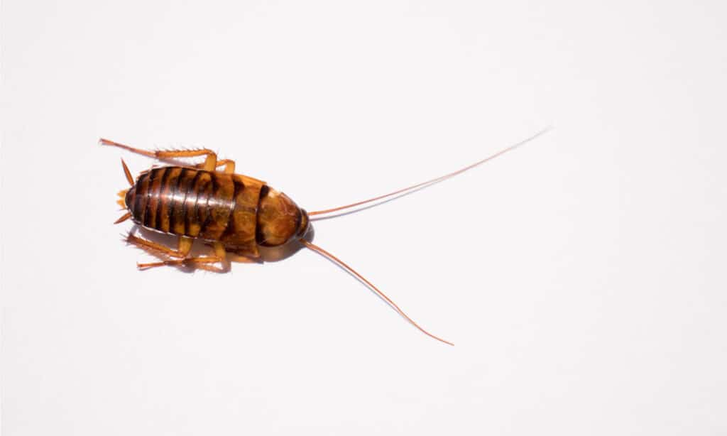 Australian Cockroach isolated on white background.