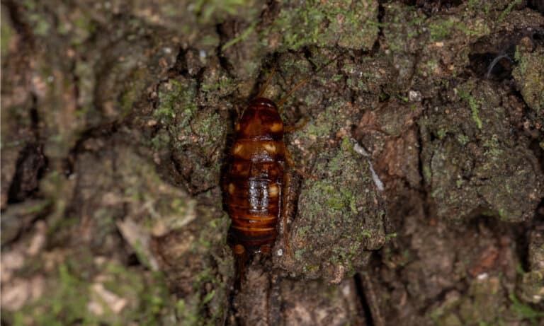 Australian Cockroach Nymph of the species Periplaneta australasiae