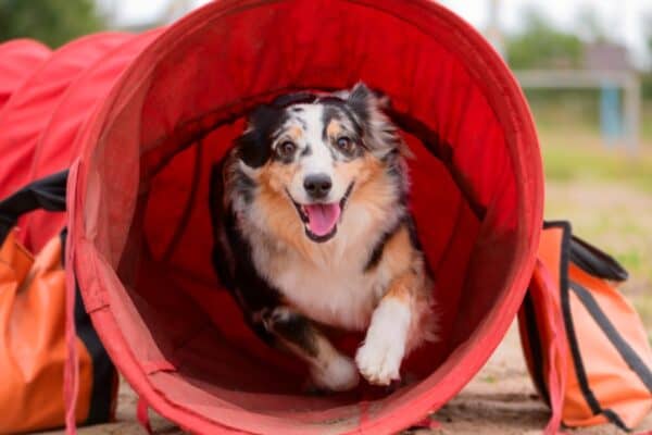 Dog agility tunnels can be used for entertainment or for professional dog competitions.