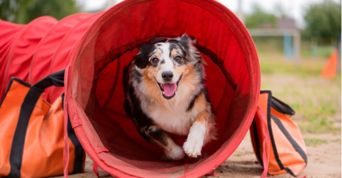 Australian shepherd in agility tunnel