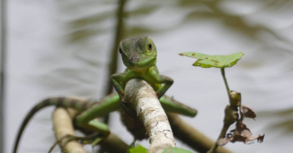 Young basilisk Lizard in the Cahuita National Park in Costa Rica.