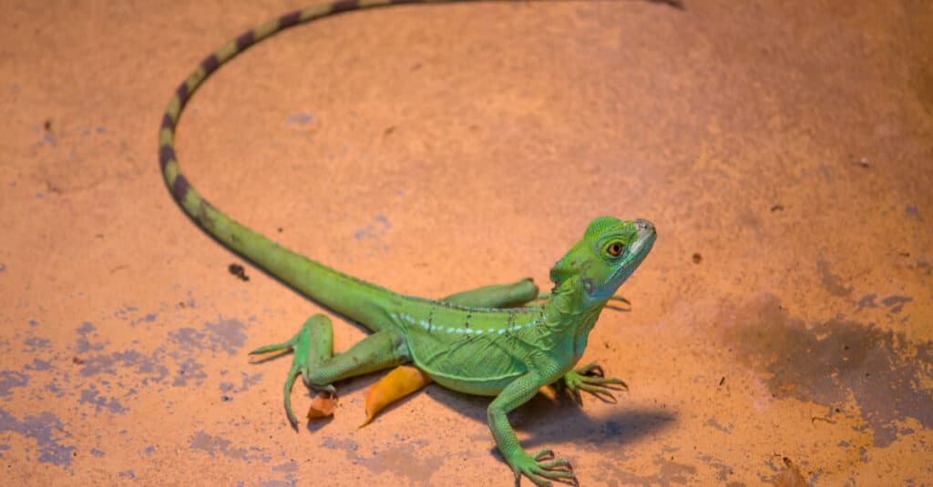 Green crested basilisk lizard sitting on the desert sand.